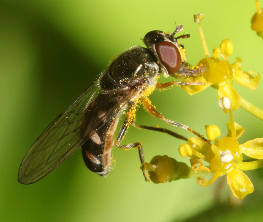 Platycheirus scutatus ♀ e ♂ (Syrphidae)